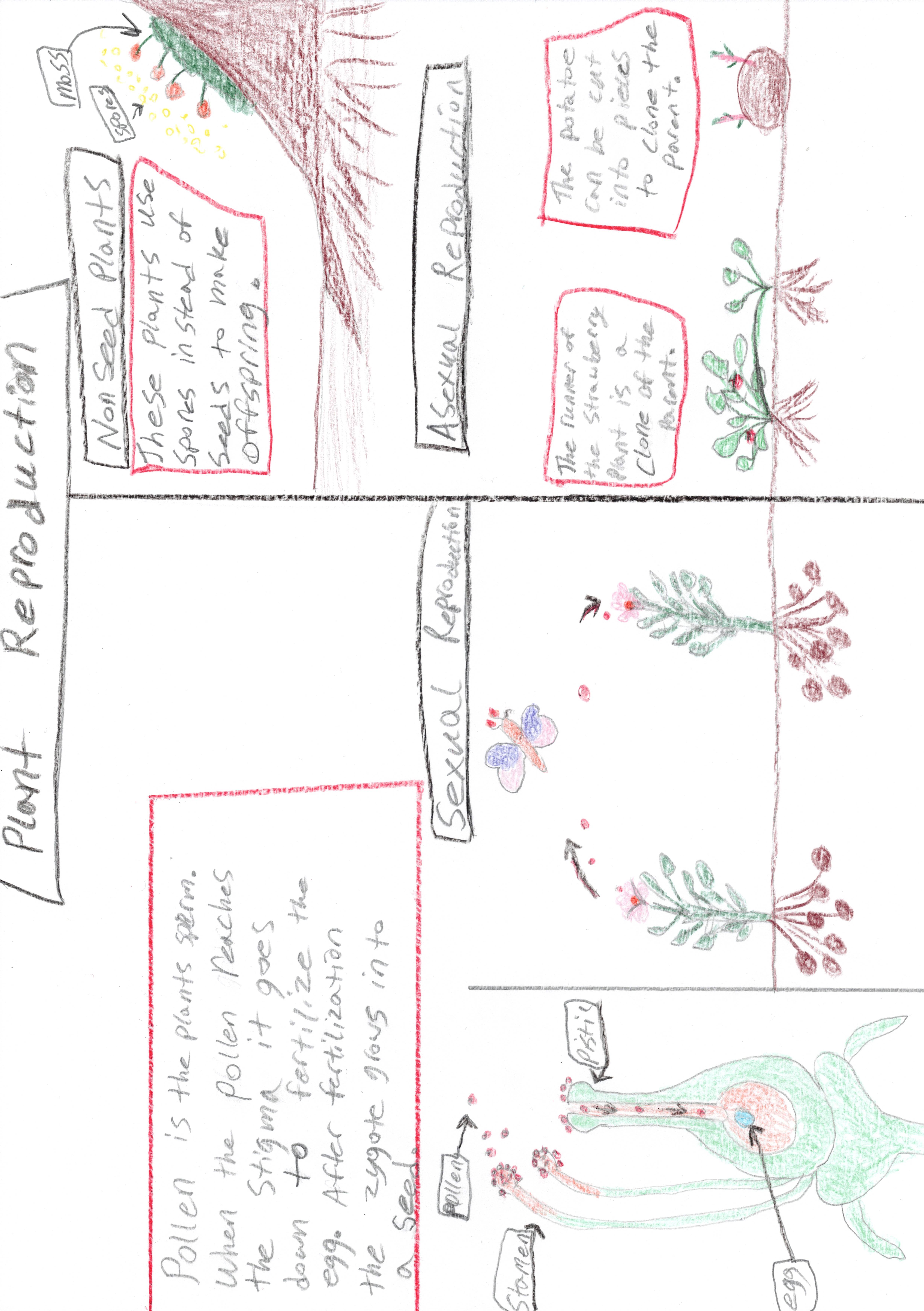 Reproduction in plants